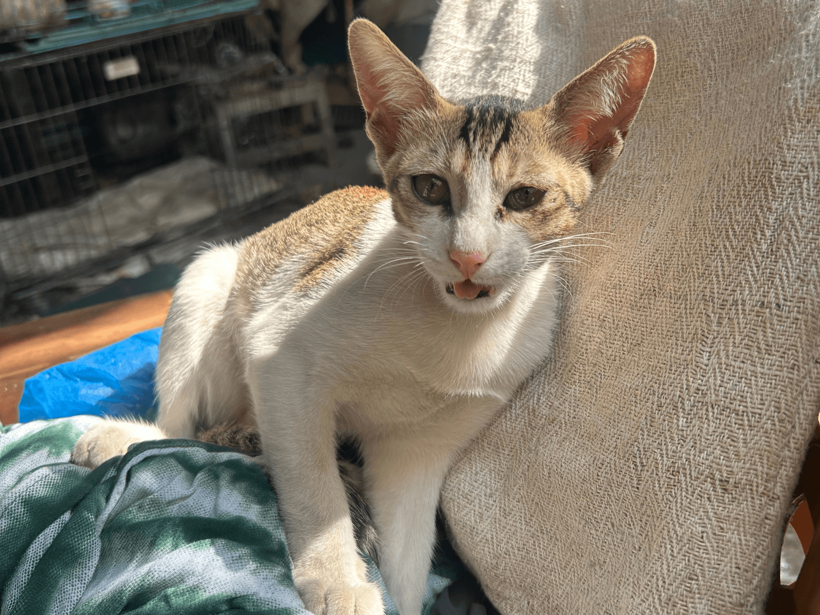 Betali, an Oxsa Nepal shelter cat