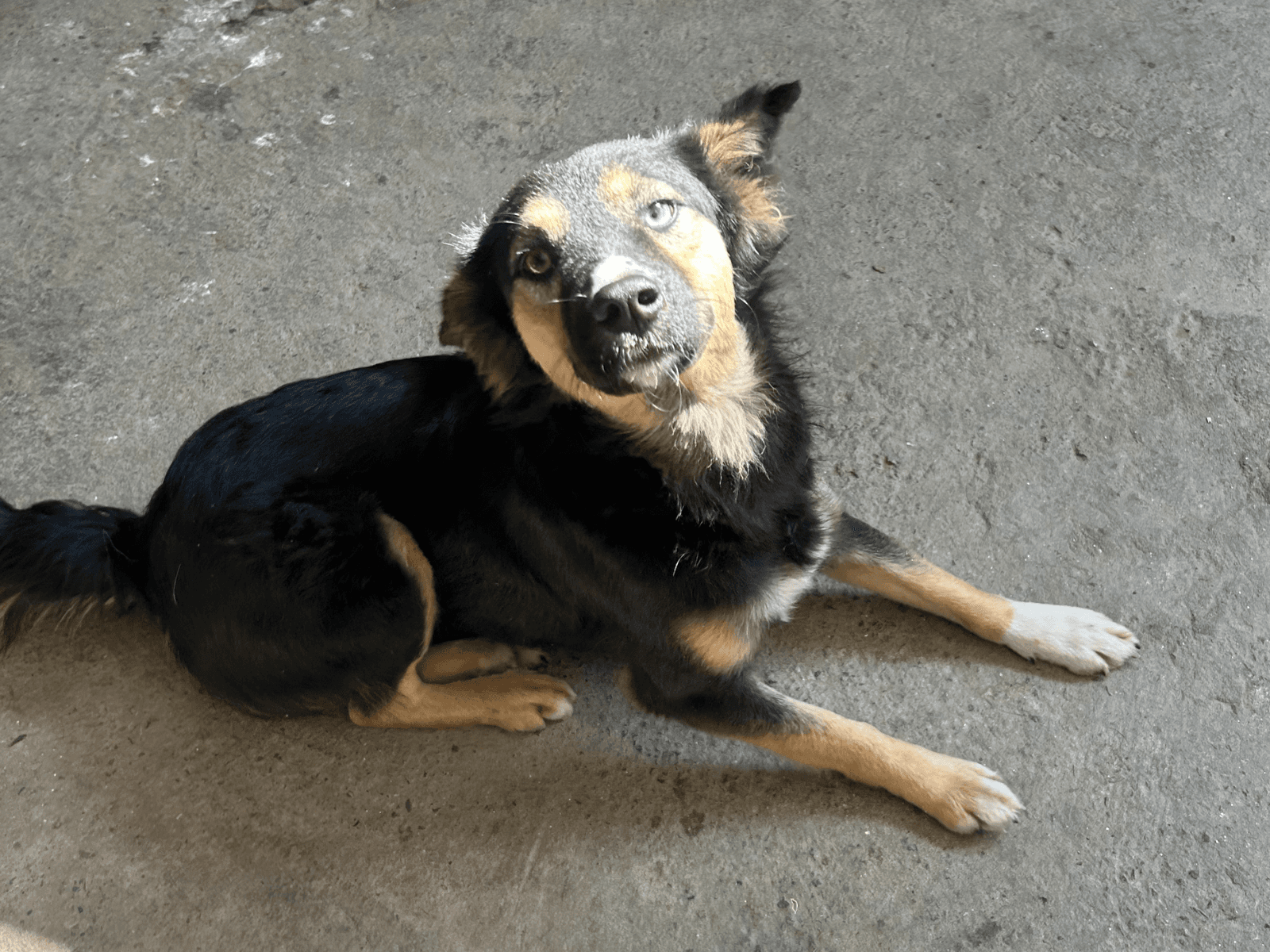 Jasmin, an Oxsa Nepal shelter dog