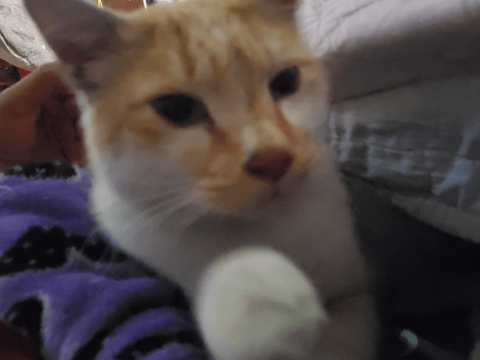 Jinju, an Oxsa Nepal shelter cat