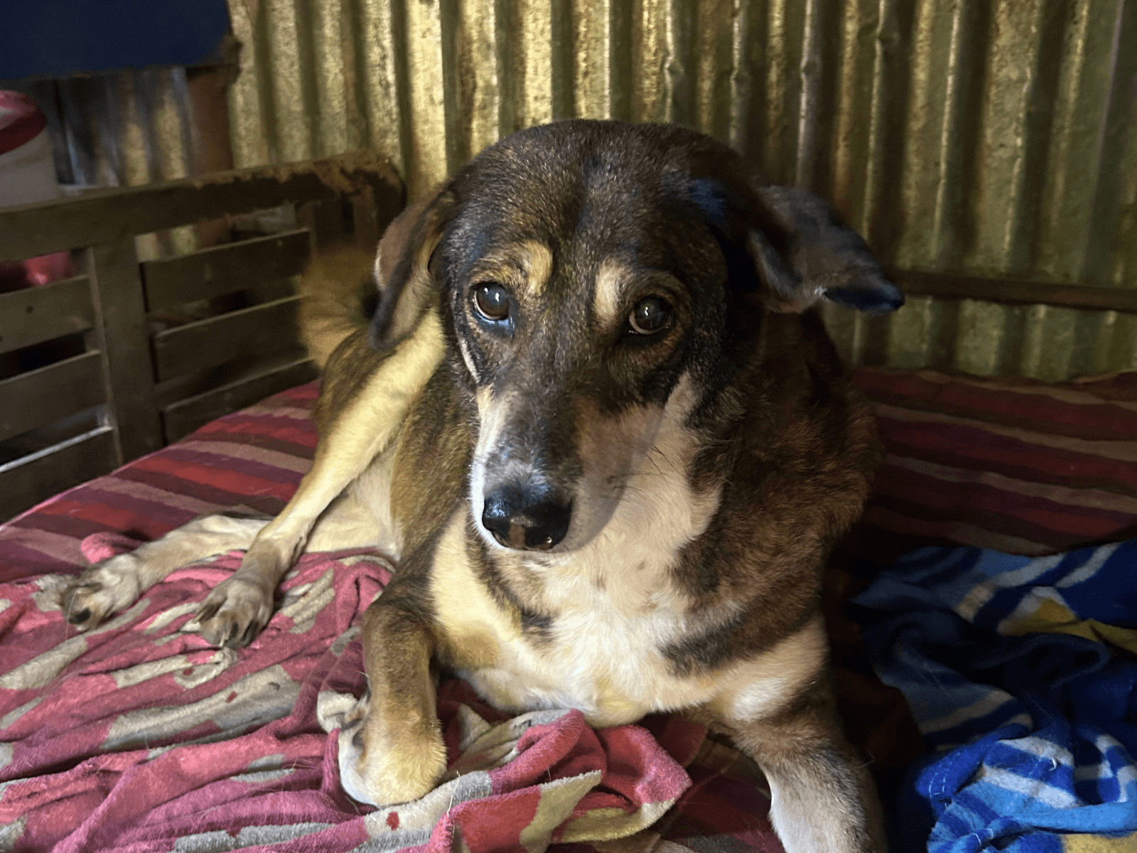 Nakali, an Oxsa Nepal shelter dog