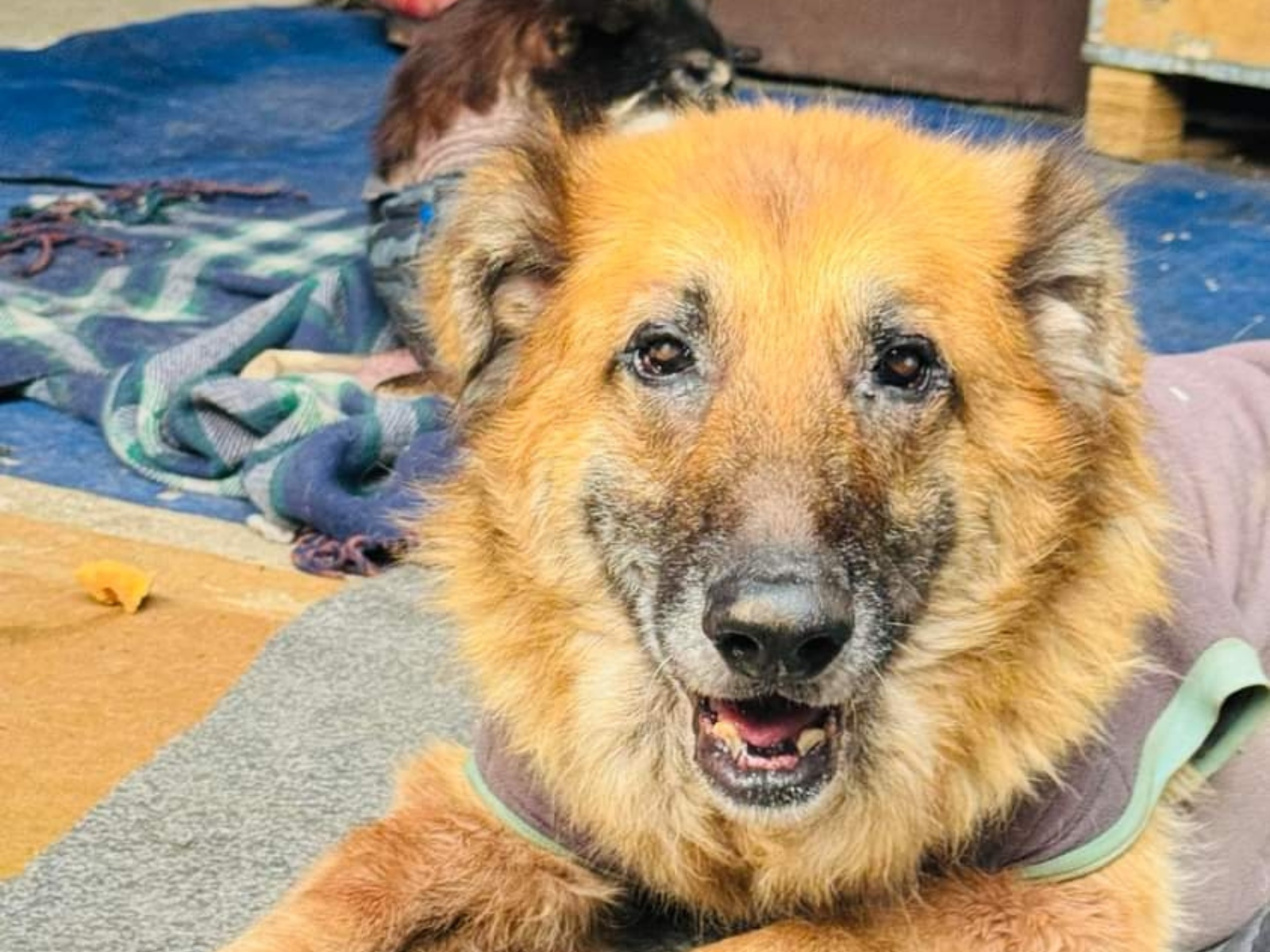 Oxsa, an Oxsa Nepal shelter dog