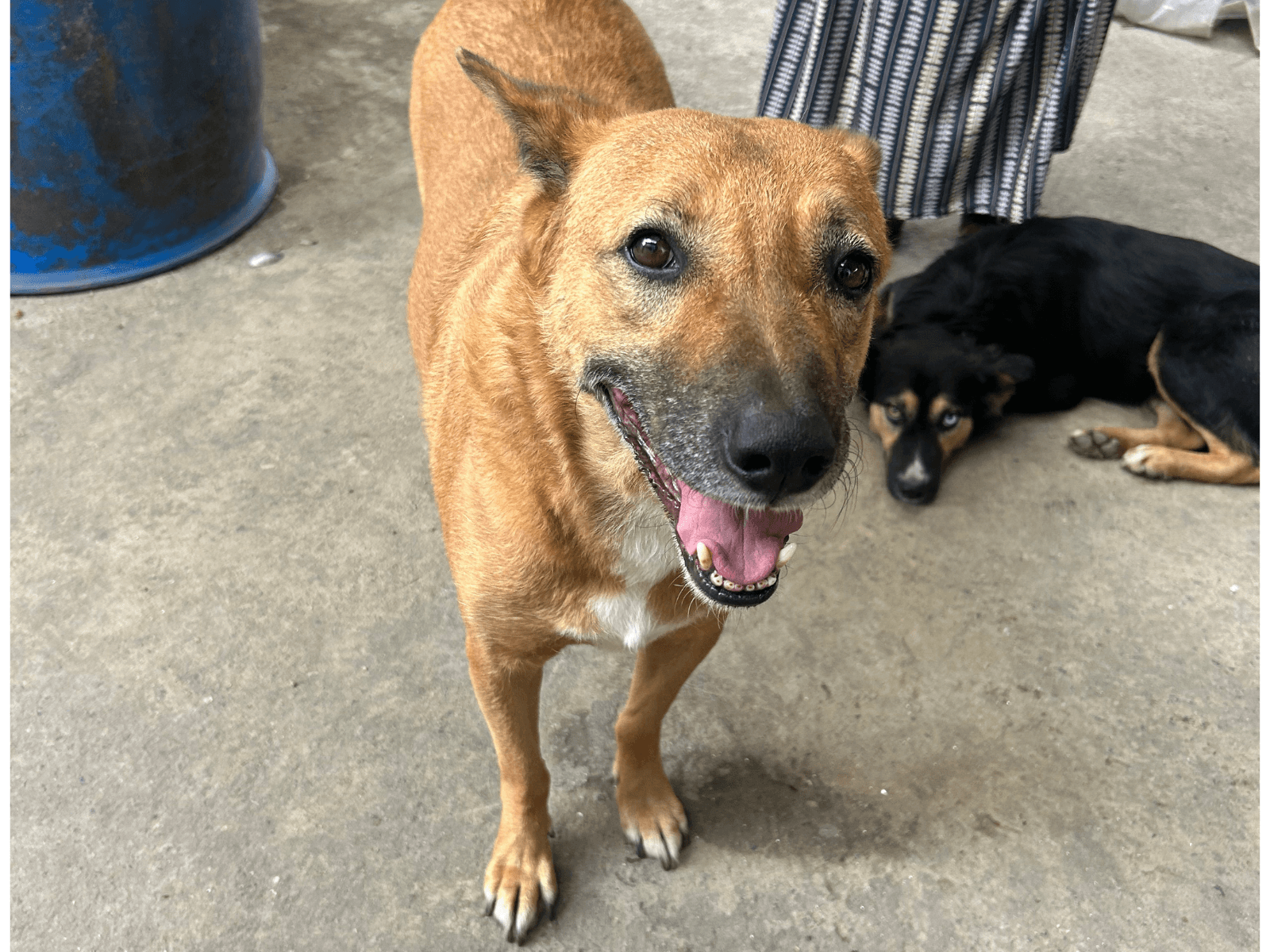 Puku, an Oxsa Nepal shelter dog