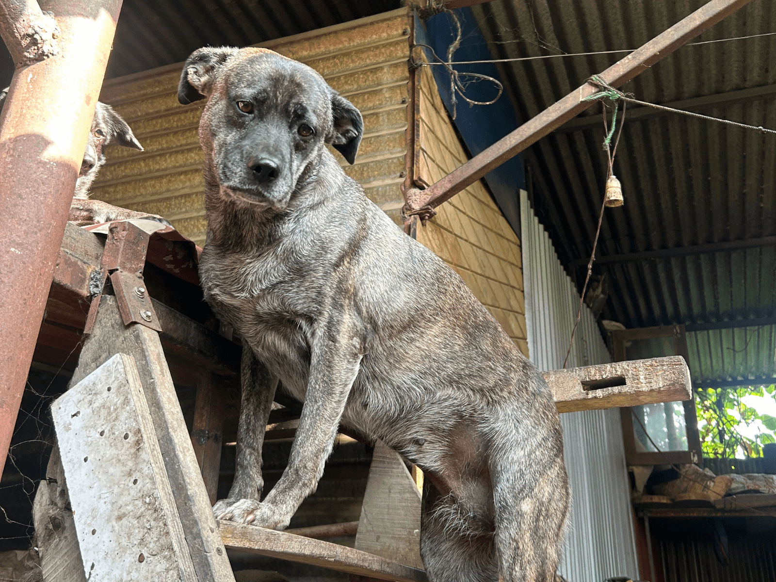Sana, an Oxsa Nepal shelter dog