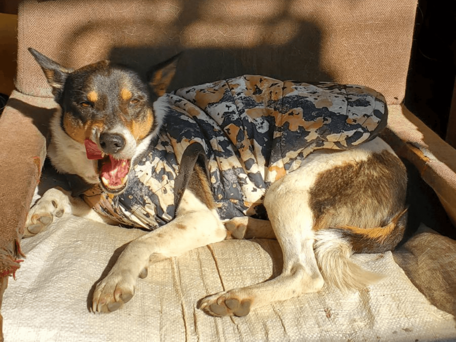 Tiku, an Oxsa Nepal shelter dog