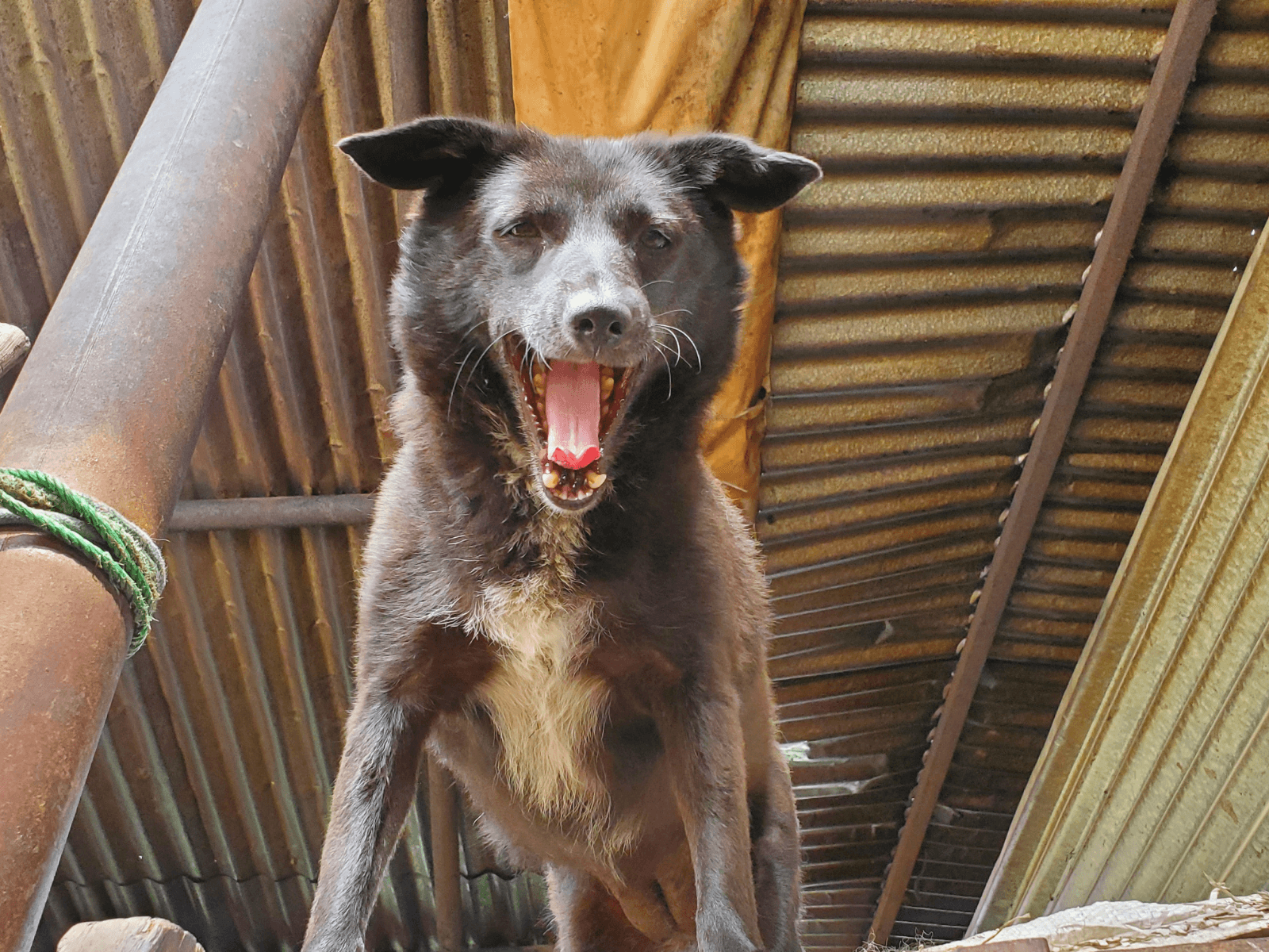 Tinu, an Oxsa Nepal shelter dog