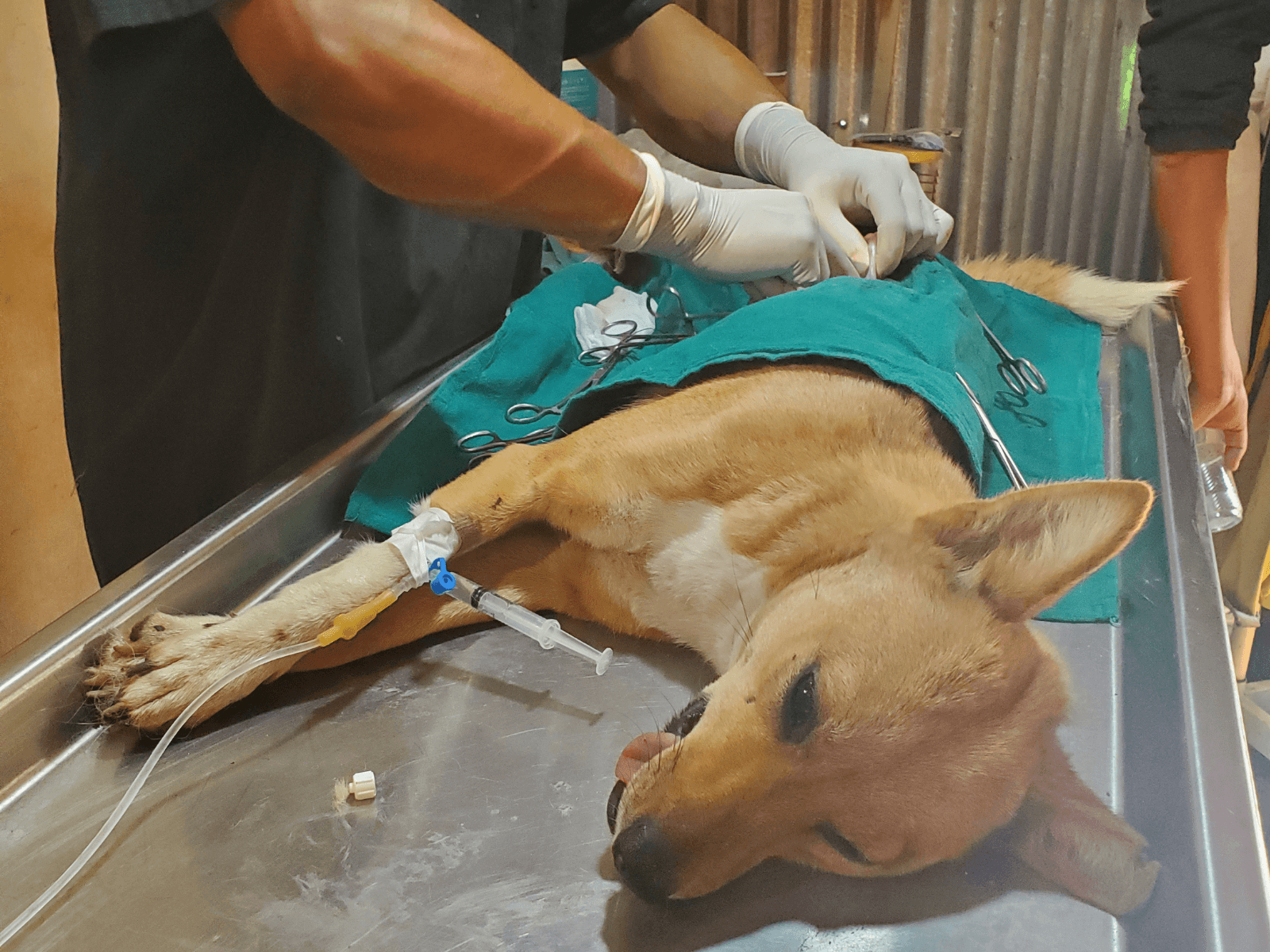 A dog receiving professional spay and neuter care