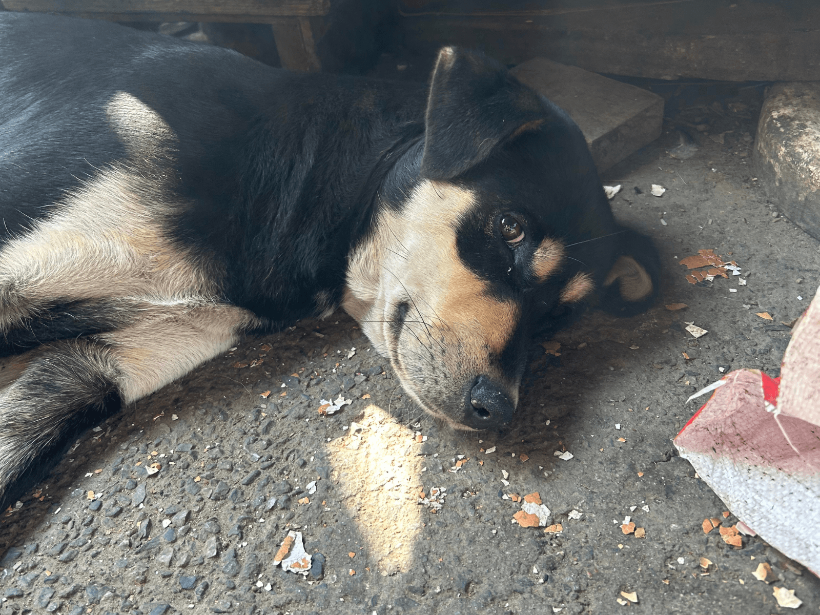 Badi Kali, an Oxsa Nepal shelter dog