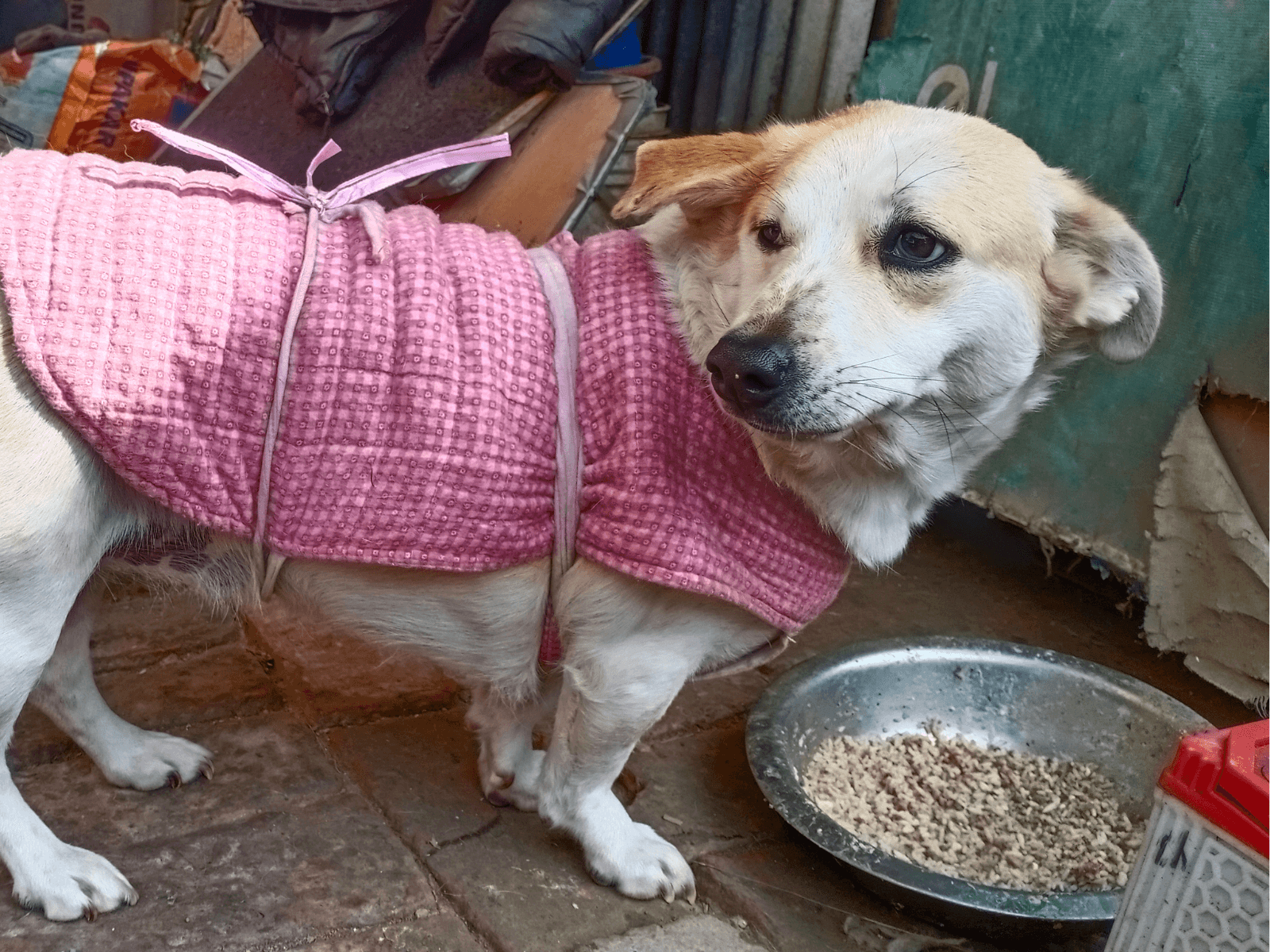 Candy, an Oxsa Nepal shelter dog