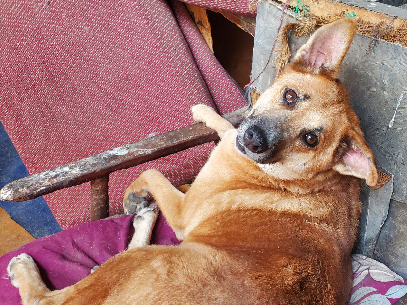 Chunti, an Oxsa Nepal shelter dog