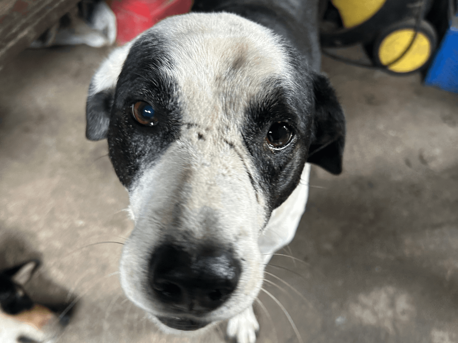 Dony, an Oxsa Nepal shelter dog
