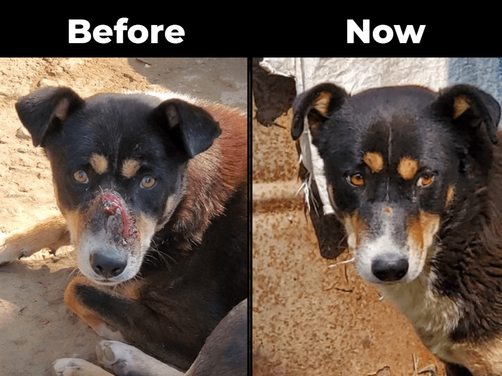 Kalu before and after recovering from nasal cancer