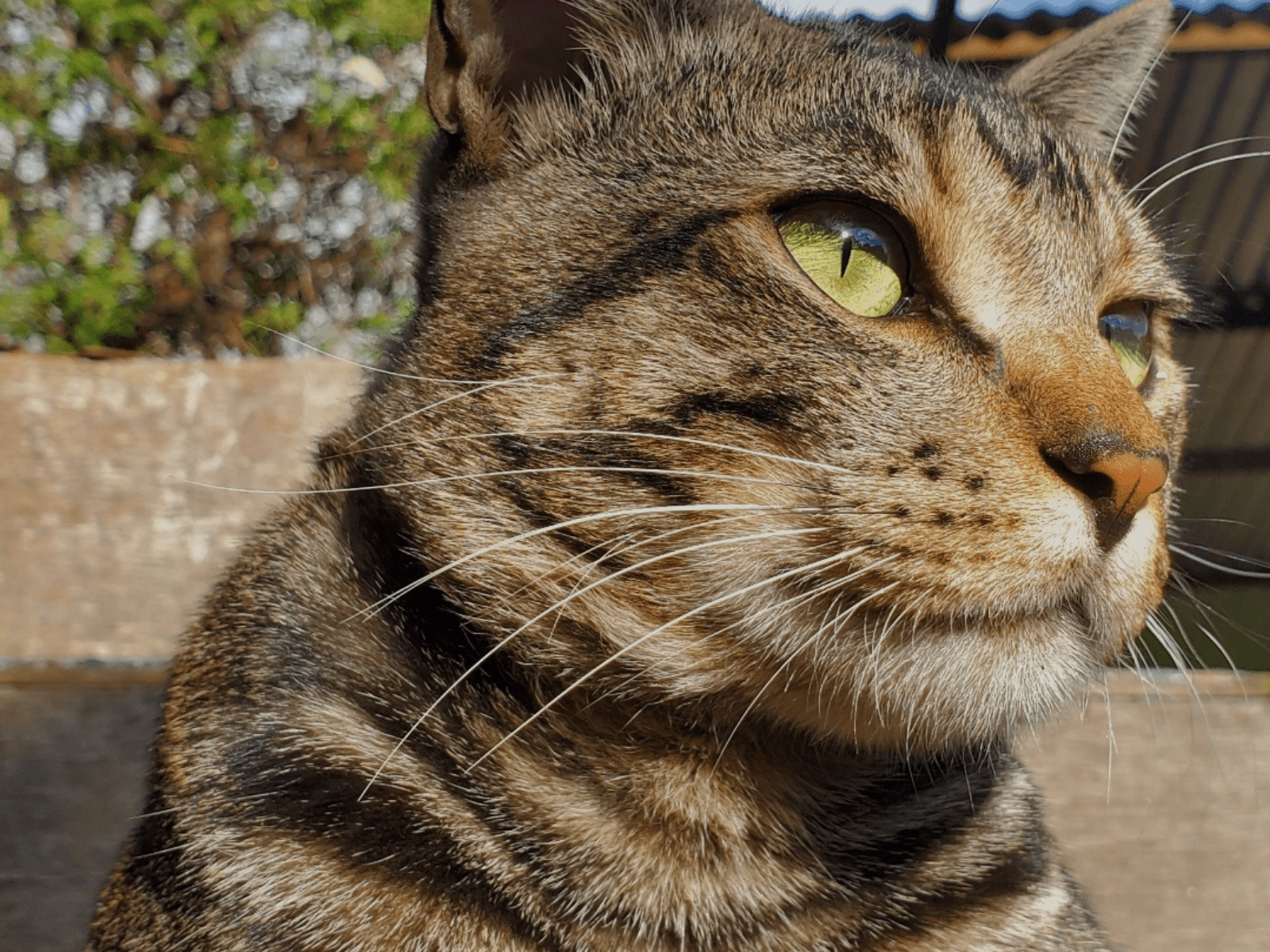 A close-up portrait of a shelter cat